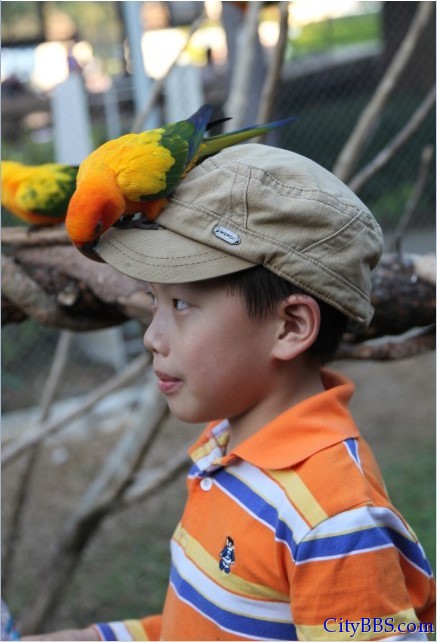 清迈的夜间动物园 Chiangmai Night Safari