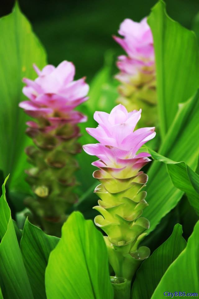清迈皇家花博会 Royal Flower Flora 
