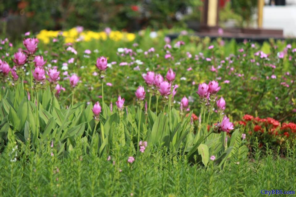 清迈皇家花博会 Royal Flower Flora 