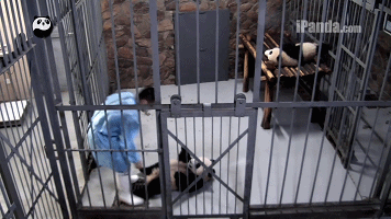 熊猫统治互联网
