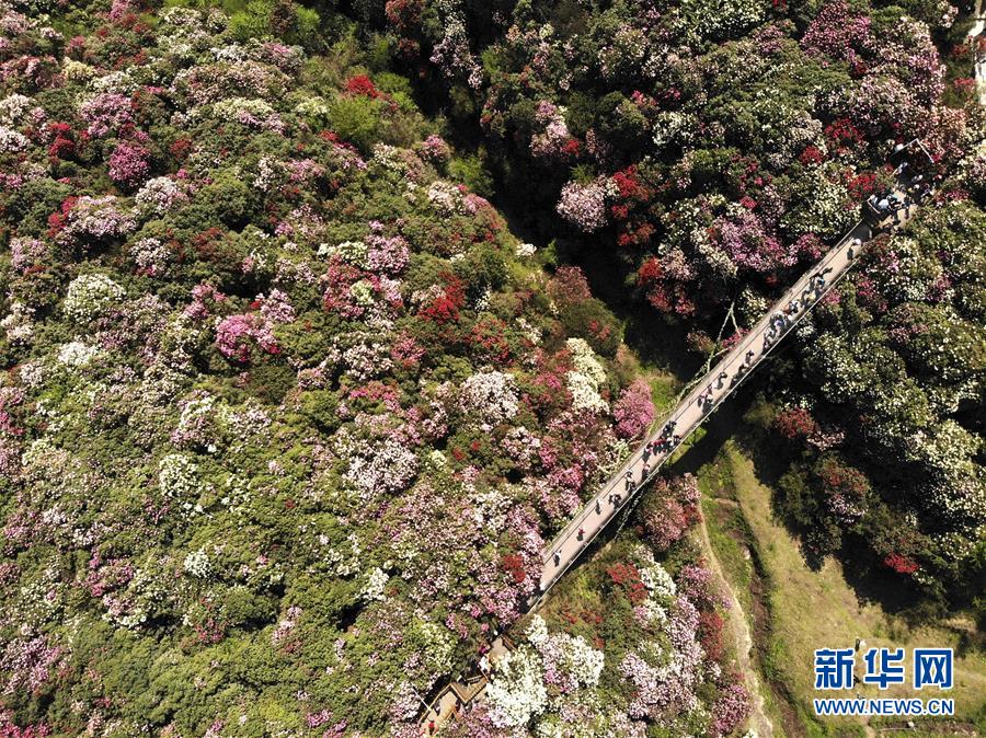 4月7日，游客在贵州省毕节市百里杜鹃金坡景区游览。清明时节，人们外出旅游，踏青赏花，感受春天的美好。 ...