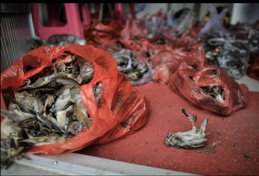 武汉肺炎始发地华南海鲜市场的照片触目惊心!