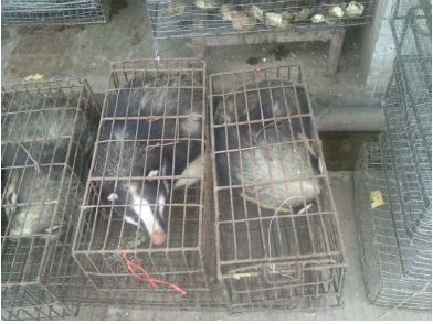 武汉肺炎始发地华南海鲜市场的照片触目惊心