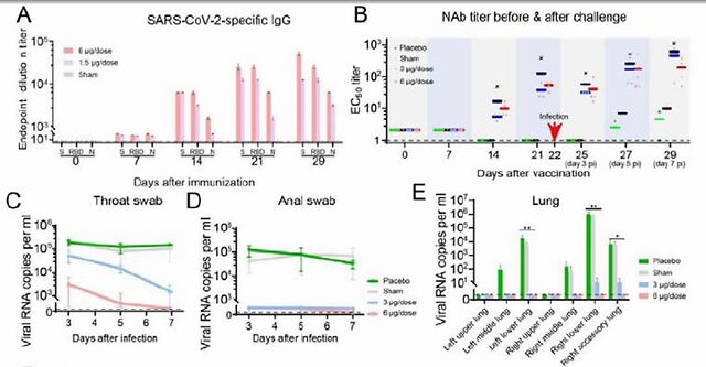 中国：全球首个新冠疫苗非人灵长类实验结果