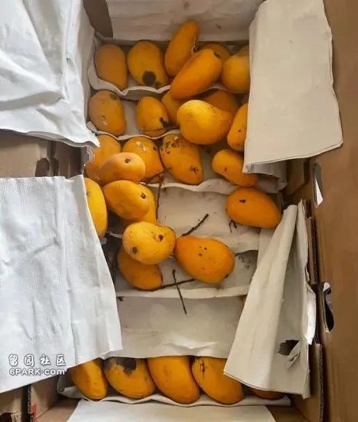 囤25磅芒果,