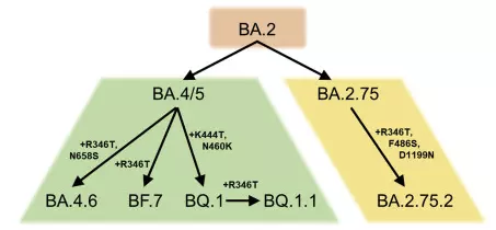 BQ.1.1 对目前所有正在临床使用中、已被暂停或限制使用以及正在临床试验中的中和抗体均存在耐药性 ...