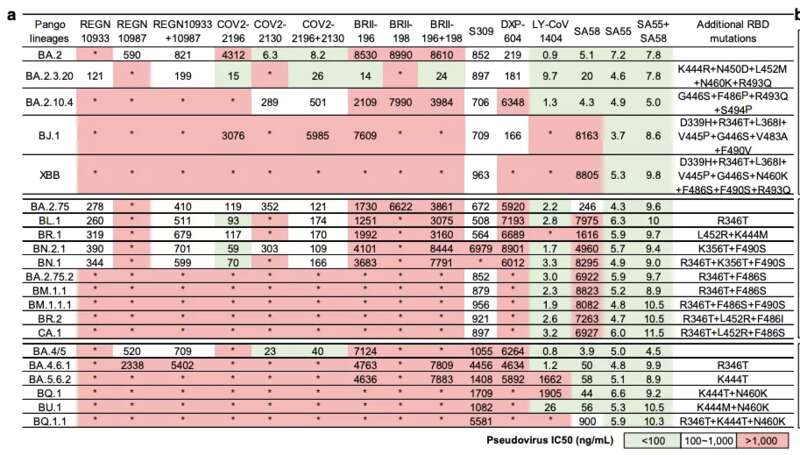 我国目前在研的 SA55+SA58 抗体药物对 BQ.1 和 XBB 依然能够有效中和