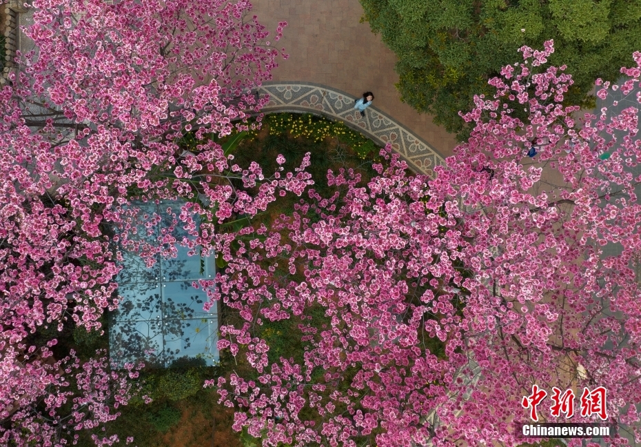花花世界迷人眼 云南昆明繁花绽放春意正浓