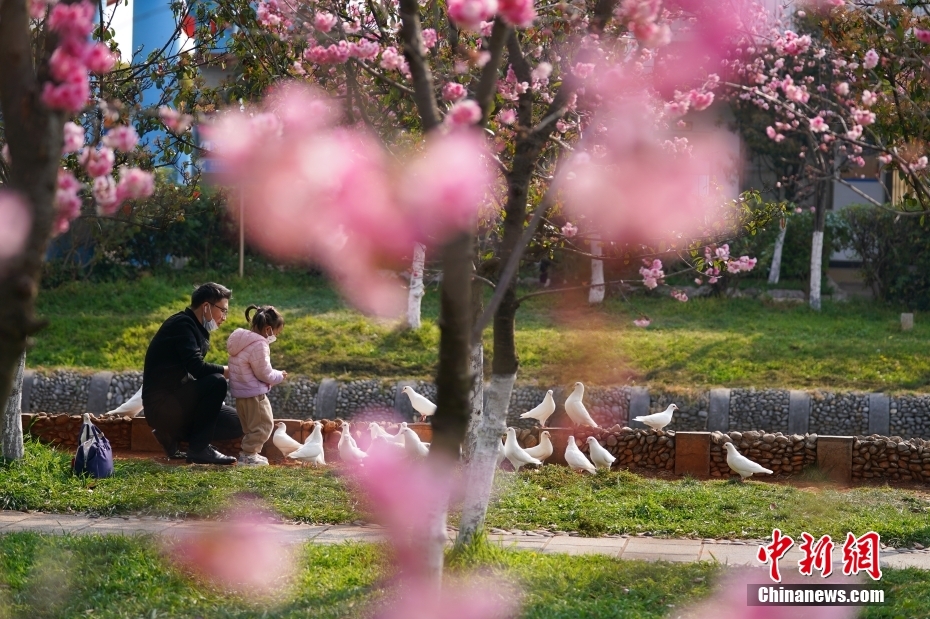 花花世界迷人眼 云南昆明繁花绽放春意正浓