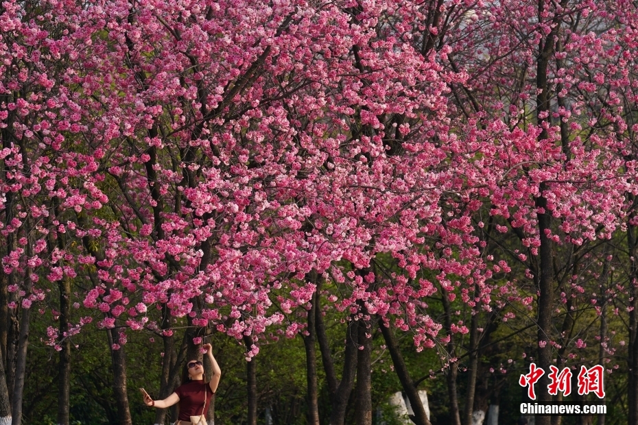 花花世界迷人眼 云南昆明繁花绽放春意正浓