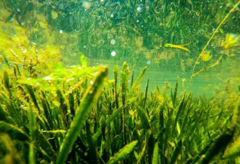新凤河水下森林