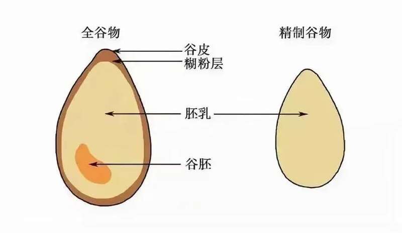全谷物，指保留了完整谷粒具备的胚乳、胚芽、糊粉层和谷皮等结构