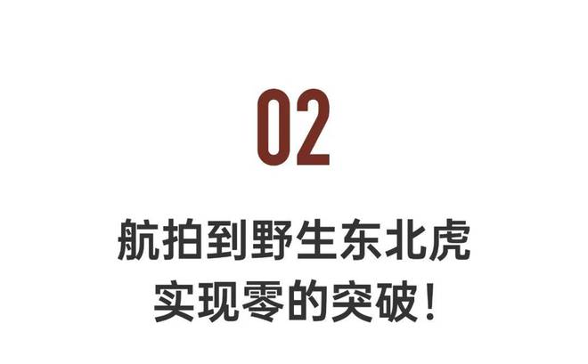 航拍到野生东北虎