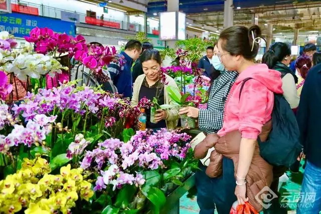 花旅融合让呈贡成“反向游”热门地