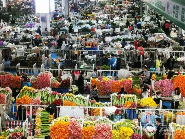 花旅融合让呈贡成“反向游”热门地