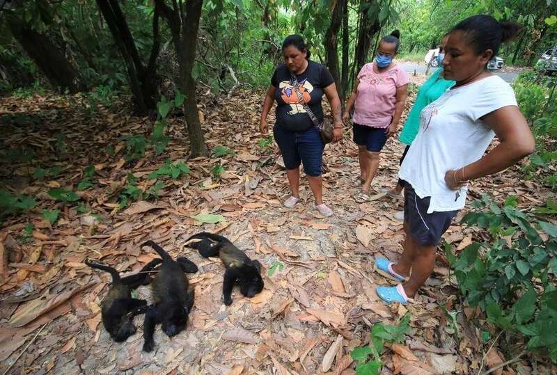 已有至少157只吼猴因中暑死亡