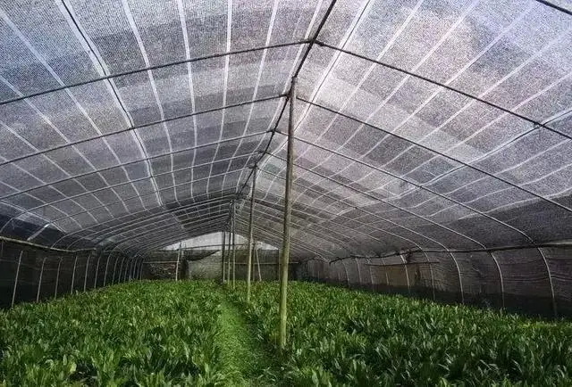 很多地方的菜农不得不将菜棚换成遮阳网