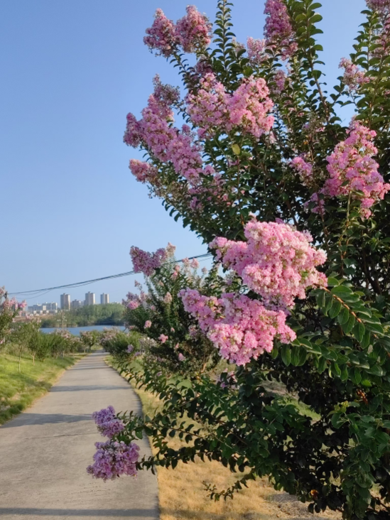 清河离职路上看到的花