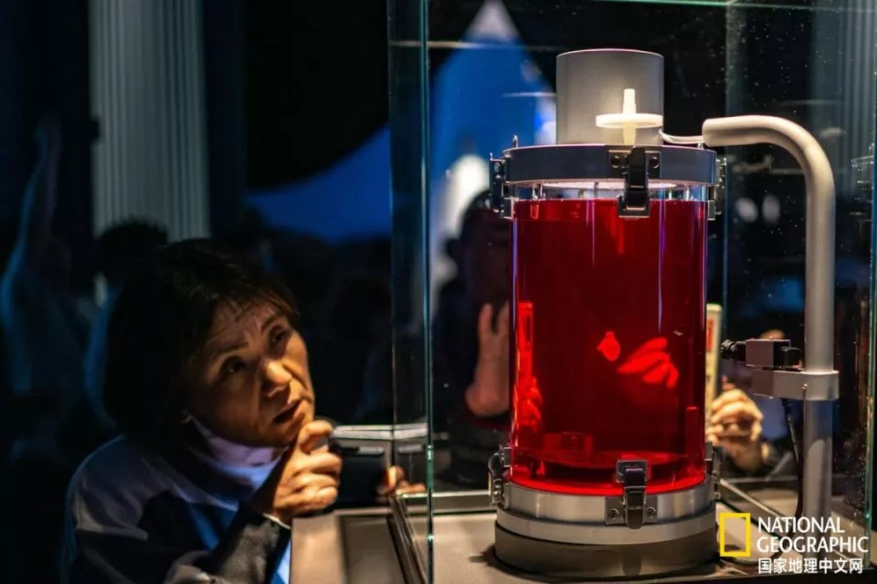 这个实验室培育的心脏由多能干细胞制成
