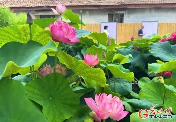 圆明园第三十届荷花节开幕