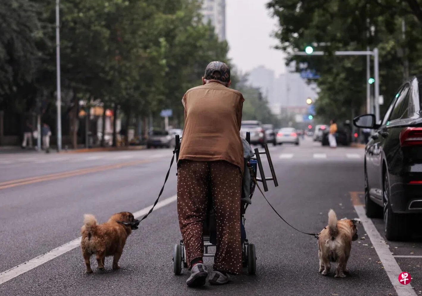 北京街头，一名遛着两条狗的老人